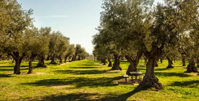 ( الابتلاء والرضا بالله) (باللغة التايلاندي)