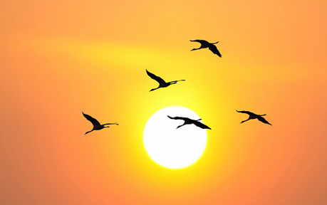 إذا نمت قلبك مع الإسلام (باللغة التايلاندي)