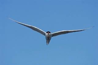 الحياء تاج الأخلاق (باللغة الصينية)