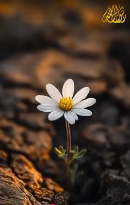 أُرسِلَ لترسيخ حُسن السلوك (باللغة الفلبيني)