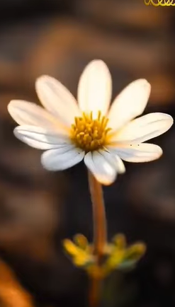 بُعِثَ لِيُتَمِّمَ مكارمَ الأخلاق (باللغة الصينية)