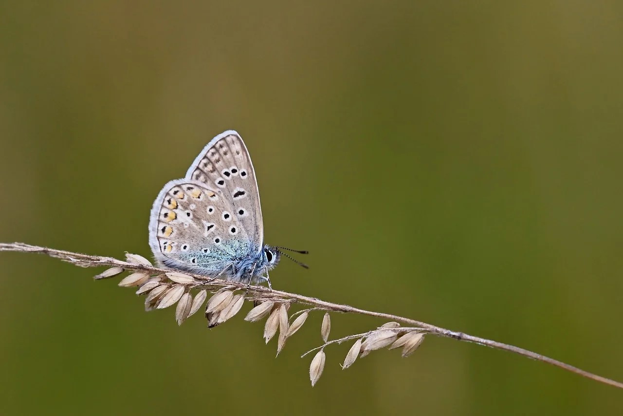 ٥ طرق ليجد المسلمون الجدد السلام الداخلي ( باللغة الفلبيني)