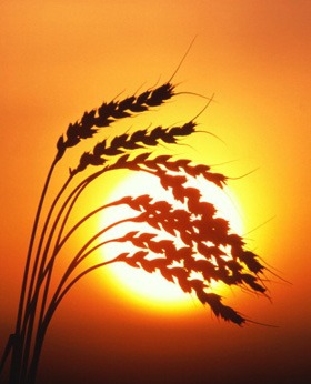 هل يجب أن يكون الحجاب عائقًا للمسلمين الجدد؟ (باللغة الفلبيني)