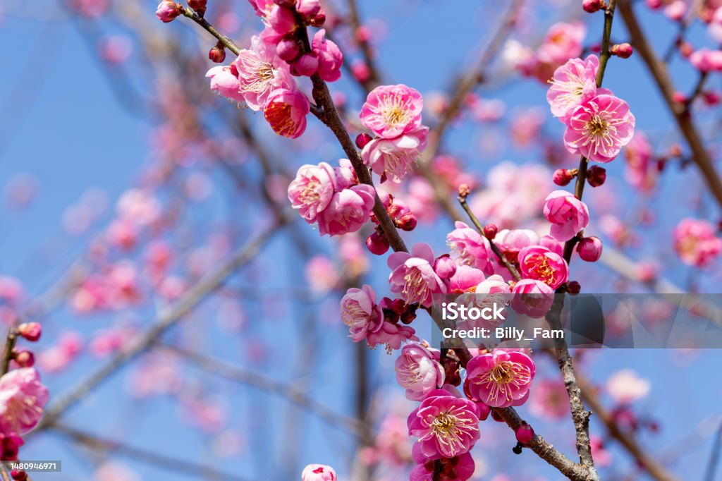 التسامح مفتاح السلام - الجزء الاول (باللغة الفيتنامي)